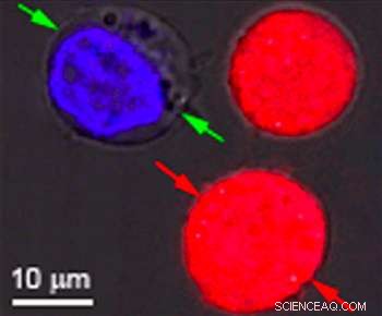 Targeted Cell Killing and Modification Using Plasmonic Nanobubbles