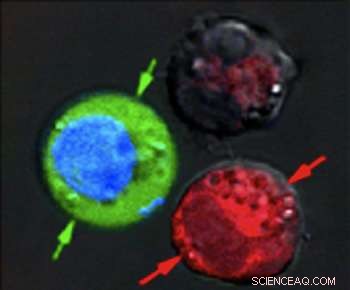 Targeted Cell Killing and Modification Using Plasmonic Nanobubbles
