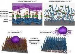 Nanotechnology Enables Capture & Preservation of Circulating Cancer Cells