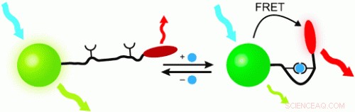 New pH-Responsive Nanocrystal Sensor Uses Conformational Shifts to Control Energy Transfer