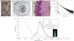 King’s College Scientists Harness Earthworms to Produce Quantum Dots