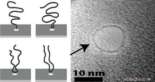 DNA Shows a Strong Preference for Head‑First Entry into Nanopores