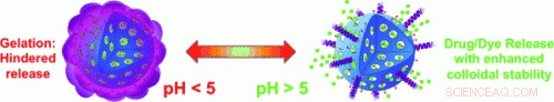 Whey Protein-Stabilized Nanotransporters: Enhancing Drug Delivery Through Acidic Gastric Environments