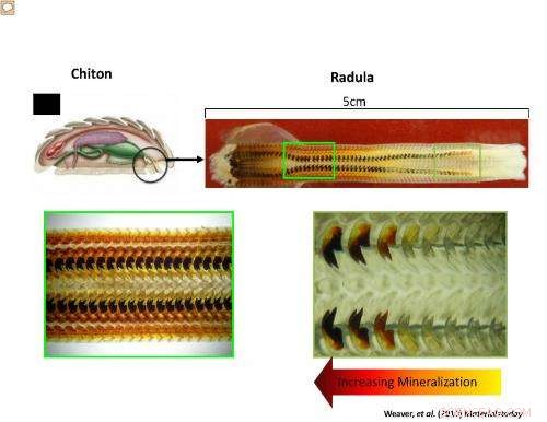 Scientists Harness Marine Snail Teeth to Boost Solar Cell and Battery Efficiency