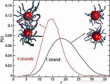 Unveiling the Inner Structure of DNA-Linked Nanoparticle Dimers
