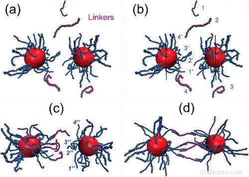 Unveiling the Inner Structure of DNA-Linked Nanoparticle Dimers