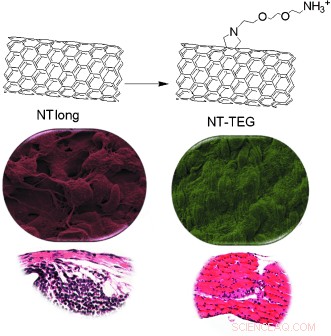 Chemical Functionalization Shortens Toxic Carbon Nanotubes, Mitigating Asbestos-like Pathogenicity