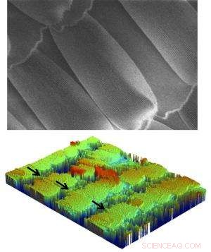 Rice Leaves and Butterfly Wings Reveal Nature s Superior Self‑Cleaning Surfaces