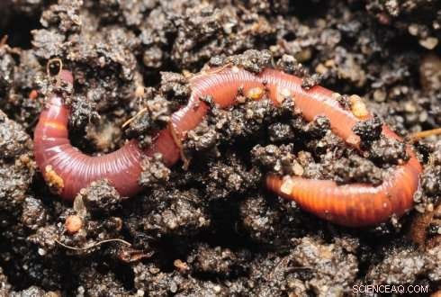 Assessing the Impact of Nanoparticles on Soil Health: Findings from Wageningen Research