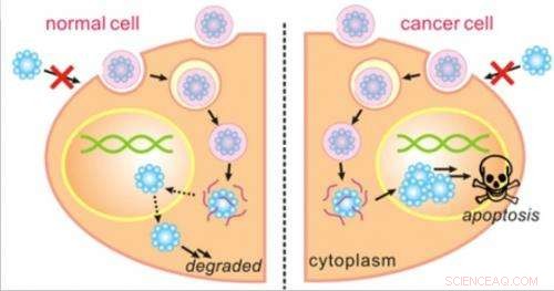 Scientists Develop Nanocapsule Vehicles to Attack Cancer Cells While Preserving Healthy Tissue