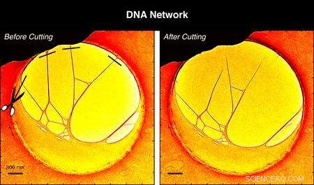 Caltech’s 4D Electron Microscope Reveals DNA Dynamics in Space and Time