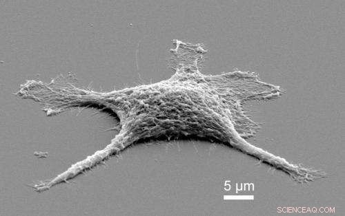 Dead Cells Outperform Live Ones: Zombie Replicas as Superior Catalysts and Conductors