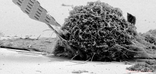 Compact Light-Emitting Bioprobe Successfully Enters Single Cells