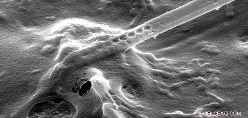 Compact Light-Emitting Bioprobe Successfully Enters Single Cells