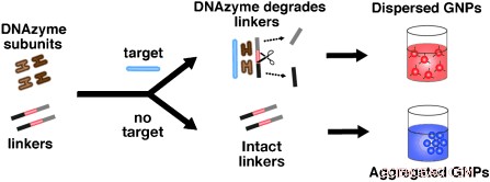 Rapid, Reliable Field Diagnostics with DNAzyme‑Gold Nanoparticle Colorimetric Assay
