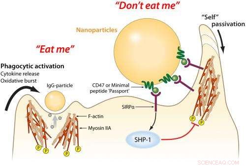Protein  Passport  Enables Nanoparticles to Evade Immune Detection