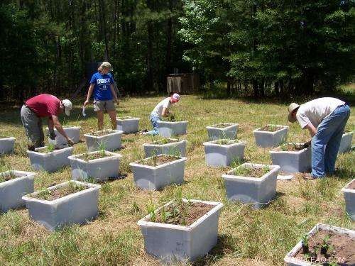 Silver Nanoparticles Pose Environmental Threats to Plants and Microorganisms