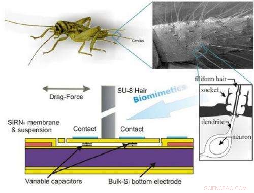 Crickethair Sensor: A Breakthrough in Bio‑Inspired Technology