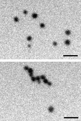 TEM Imaging Reveals Gold Nanoparticle Self-Assembly Dynamics