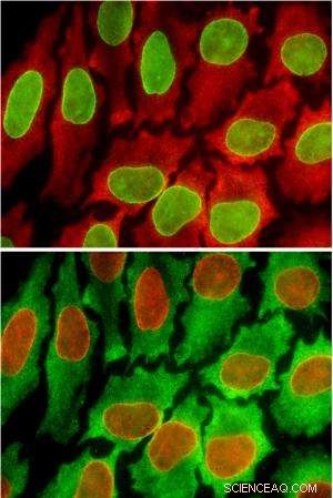 Achieve Tenfold Increase in Protein Detection Accuracy in Cancer Cells