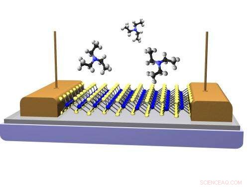 New Monolayer Materials Enable Highly Sensitive Chemical Vapor Sensors