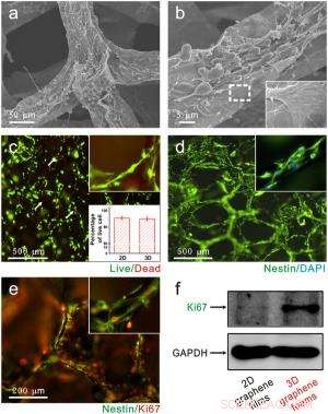 Graphene Foams: Biocompatible, Conductive Scaffolds for Neural Stem Cell Growth