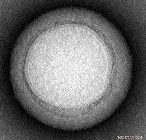 Biomimetic Nanosponges Neutralize Bacterial and Venom Toxins—A Breakthrough Therapy