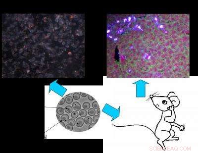 Enhanced Dark Field Imaging with Silica Nanorattle-Coated Gold Nanoparticles for In Vitro and In Vivo Applications