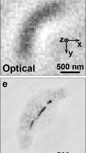 First Quantum-Assisted Nano-Imaging of Living Organisms Achieved