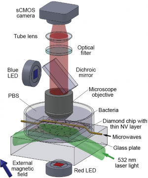 First Quantum-Assisted Nano-Imaging of Living Organisms Achieved