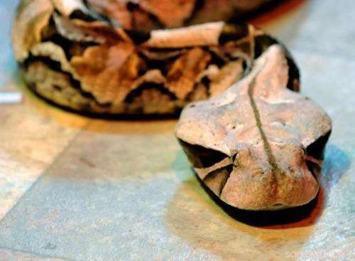 African Viper’s Ultra‑Black Spots Inspire Breakthrough in Light‑Absorbing Materials