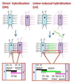 Revolutionary DNA-Directed Assembly Produces Novel Ribbon-Like Nanostructures