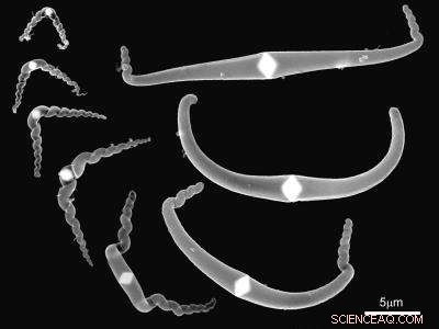 Unraveling the Nano-Carbon Helix: Self-Assembled Carbon Nanostructures Explained