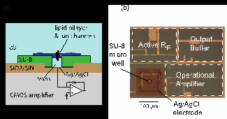 Researchers Achieve Record-Setting Speed in Ion Channel Protein Measurements