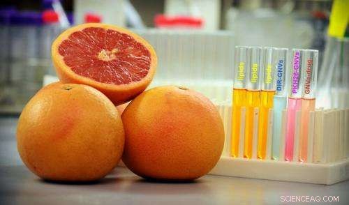 Scientists Reveal Grapefruit-Derived Lipids as Powerful Vehicles for Targeted Drug Delivery