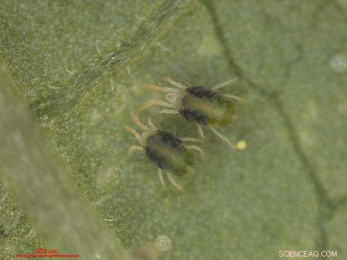 Groundbreaking Natural Nanomaterial Uncovered Through Spider‑Mite Genome Sequencing