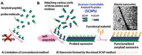 Engineering Functionalized Nanowires via Controlled Self‑Assembly of Modified Amyloid Peptides