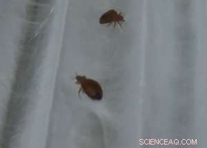 Breakthrough Nanotech Safely Eliminates Bed Bugs—No Chemicals Needed