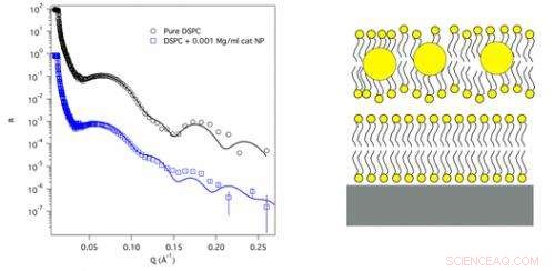 Gold Nanoparticles: How Their Charge Could Hinder Future Cancer Drug Delivery
