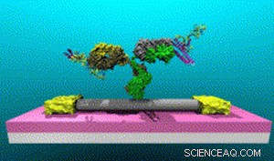 Penn Researchers Develop Carbon Nanotube Sensor to Detect Lyme Disease