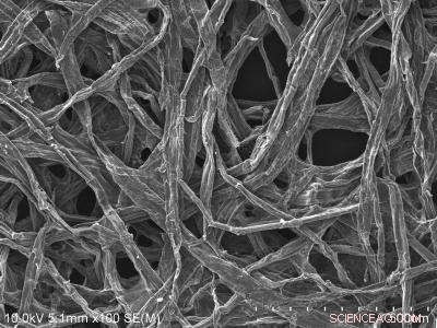 Eco-Friendly Wood-Based Battery: Sustainable Energy Innovation