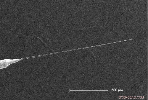 Carbon Nanotube Harpoon Electrode Captures Signals from Individual Brain Cells