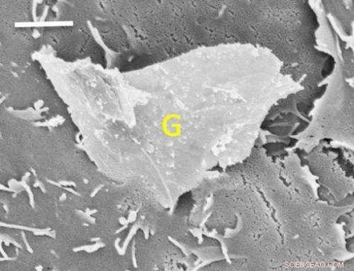 Jagged Graphene Edges Enable Precise Penetration of Cell Membranes
