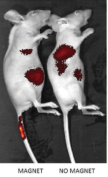 Magnetic Guidance of Stem Cells: Proven Feasibility for Clinical Use