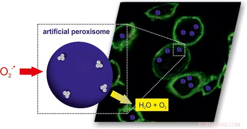 Engineered Organelles Convert Free Radicals into Safe Water and Oxygen