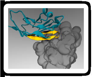 Protein-Passported Nanoparticles Evade Immune System, Enhance Tumor Drug Delivery