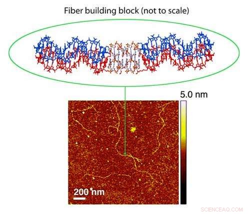 Enhancing DNA Nanofiber Rigidity Through Quadruplex Backbone Engineering