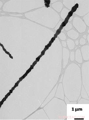 Innovative Coating Enhances Bone Integration for Joint Replacements