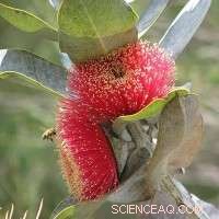 Eucalyptus Leaves Power Green Antibacterial Gold Nanoparticles for Nano-Medicine