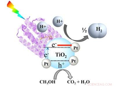 Protein‑Based Nanophotocatalyst Boosts Solar Hydrogen Production